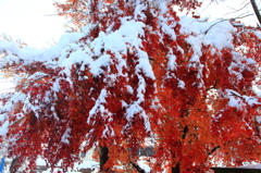紅葉と雪のコラボ