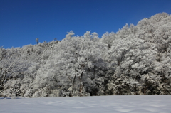 青空と雪の花