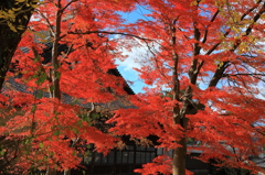 寺と紅葉