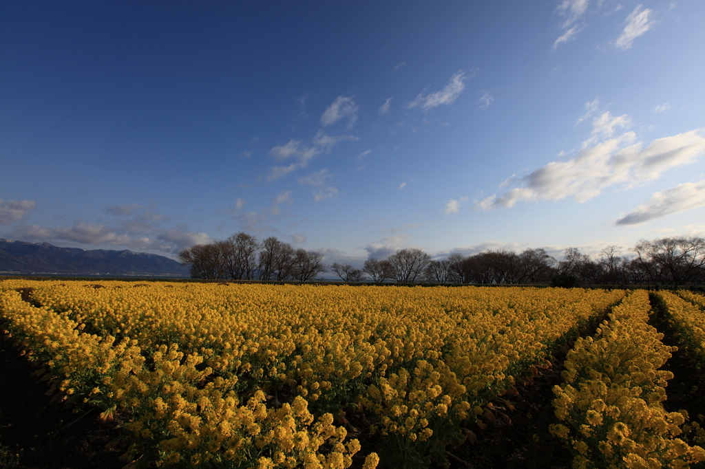 青空に生える菜の花リゾート
