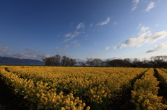 青空に生える菜の花リゾート