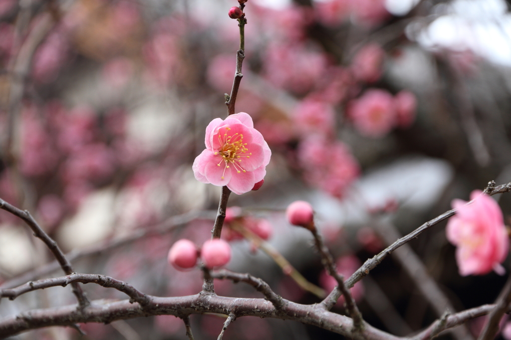 叡福寺、梅1
