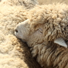 ヒツジ