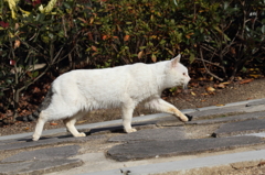 ねこ・