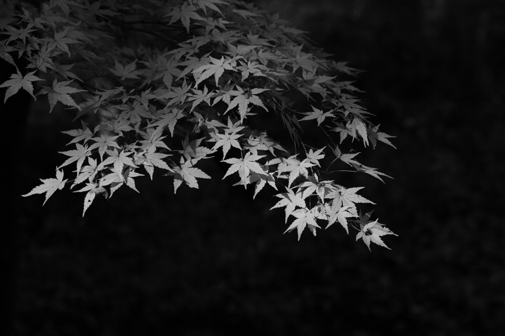 東山動植物園４　2011.11.27