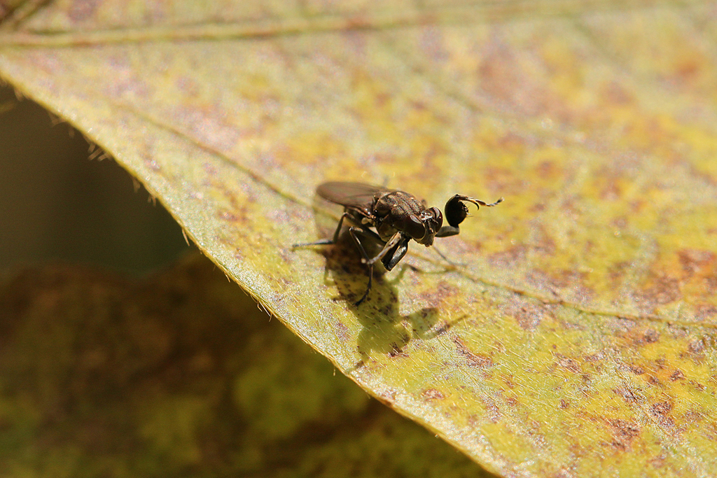 カマキリ拳法！