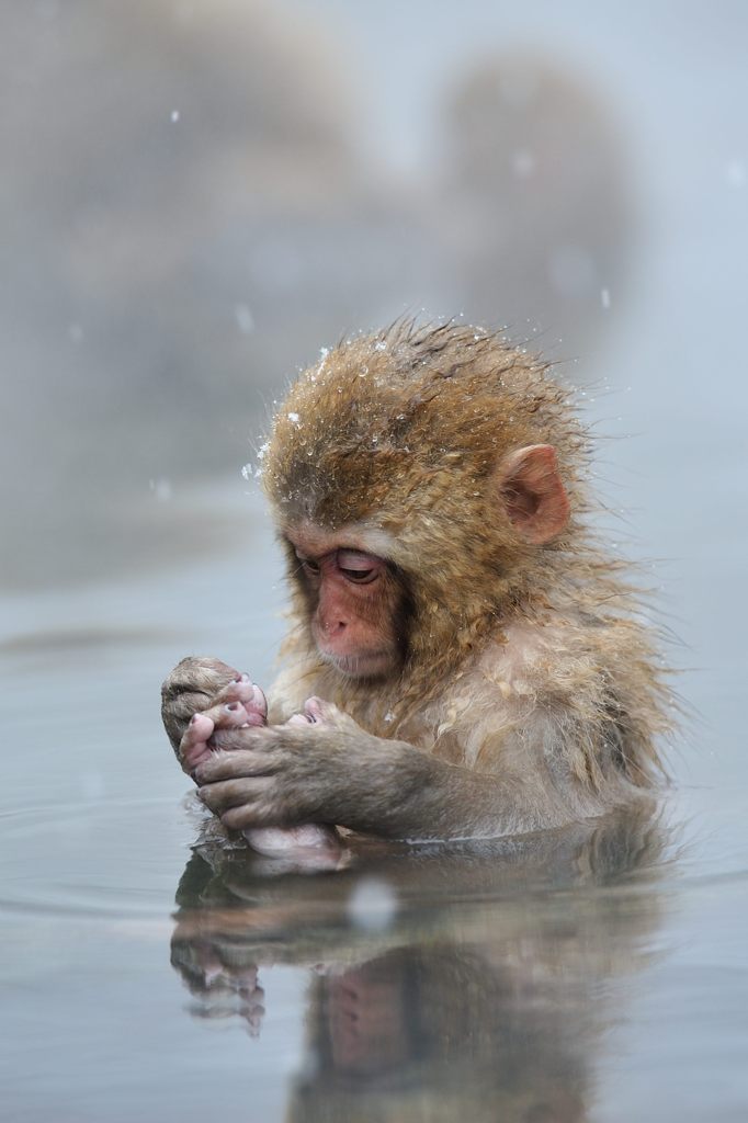 snow_monkey4