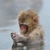 snow_monkey4