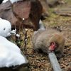 snow_monkey1