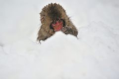 snow_monkey12