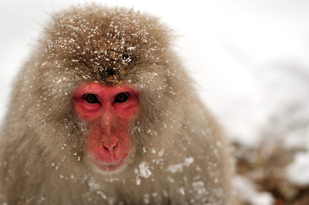 snow_monkey2