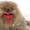 snow_monkey2