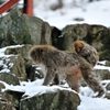 snow_monkey5