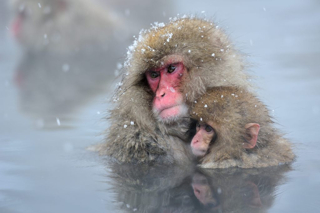 snow_monkey3