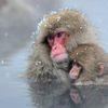 snow_monkey3