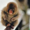 snow_monkey11