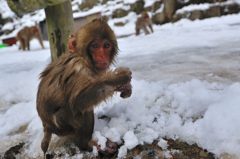 snow_monkey5