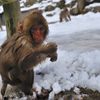 snow_monkey5