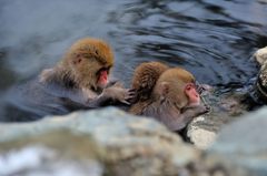 snow_monkey8