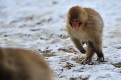 snow_monkey13