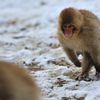 snow_monkey13
