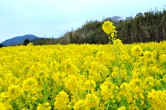 菜の花混雑