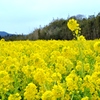 菜の花混雑