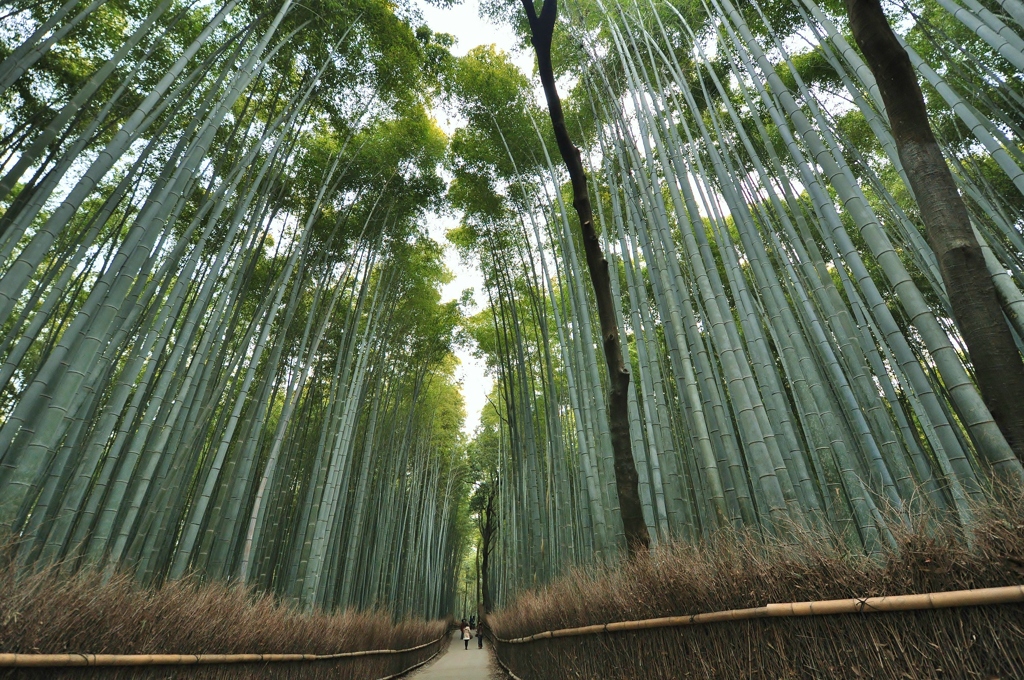 竹林の道