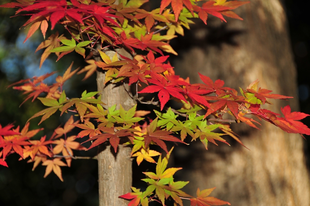 早く紅くな～れ