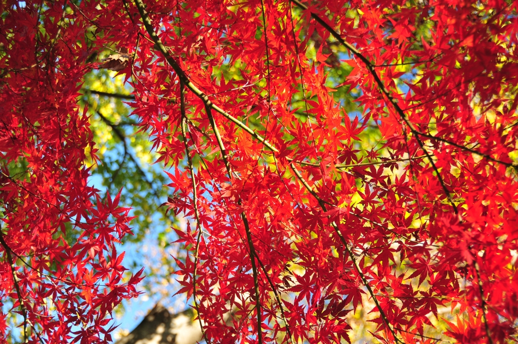 紅の滝