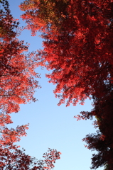red and blue