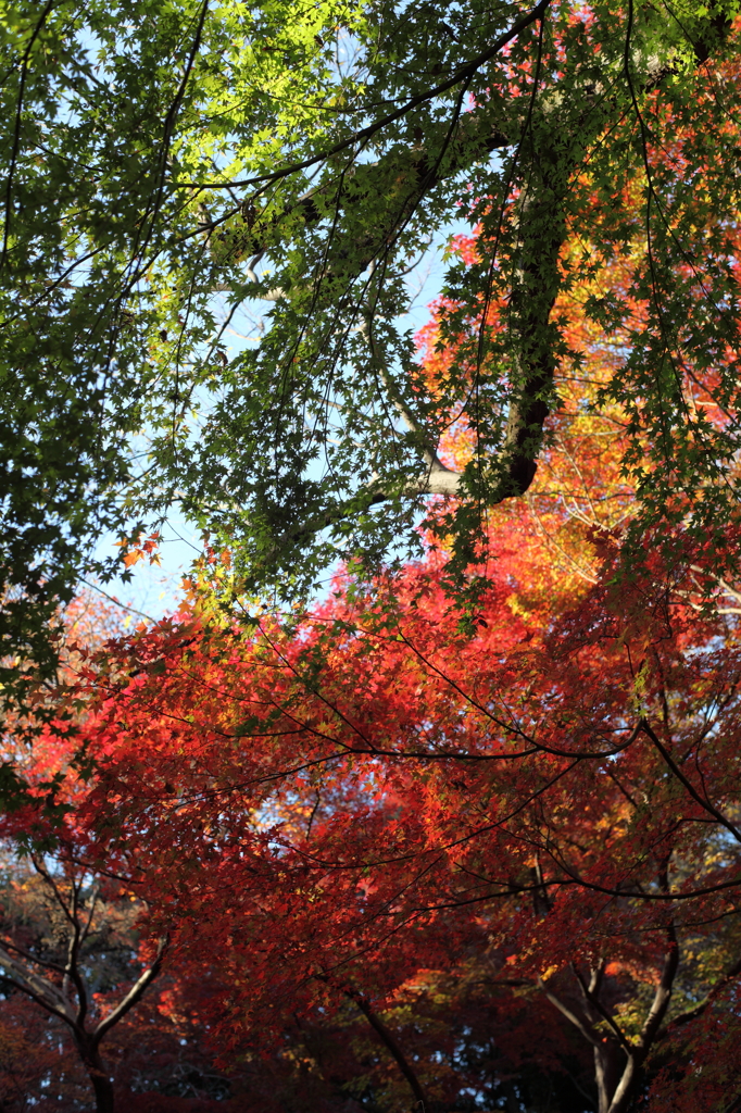 gradation　color