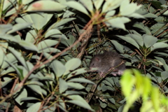 ケナガネズミ3