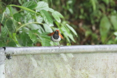 ホントウアカヒゲ♂5
