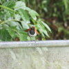 ホントウアカヒゲ♂5