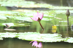 リュウキュウスイレン4