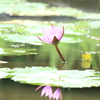 リュウキュウスイレン4