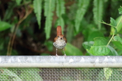 ホントウアカヒゲ♀4