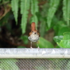 ホントウアカヒゲ♀4