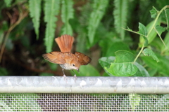 ホントウアカヒゲ♀2