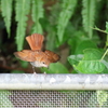 ホントウアカヒゲ♀2