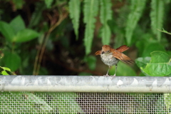 ホントウアカヒゲ♀