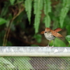 ホントウアカヒゲ♀