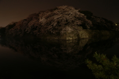 夜桜