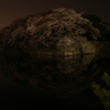 夜桜