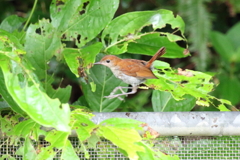 ホントウアカヒゲ♀6