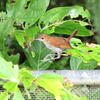 ホントウアカヒゲ♀6