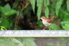 ホントウアカヒゲ♀3