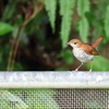 ホントウアカヒゲ♀3