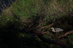 木と鳥
